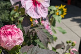 lead you in a 30 minute compassionate listening session