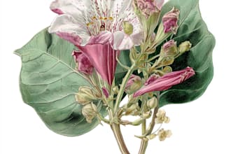 draw realistic botanical illustration