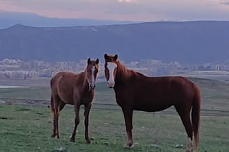 organize unforgettable horse riding tours in tbilisi