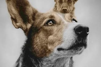 draw unique realistic portrait of your dog