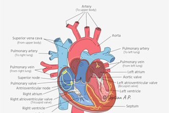 create detailed human anatomy illustrations for education or medical use