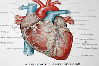 create medical and anatomical illustrations