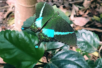 capture nature, wildlife and landscapes