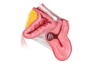 illustrate detailed medical and anatomy illustration
