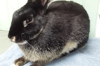 provide expert advice for your rabbit