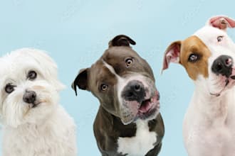 talk to your pet and share insights
