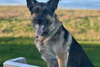 create ugc product photography with my dog