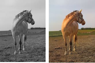 colorize your black and white photo and fix scratches professionally