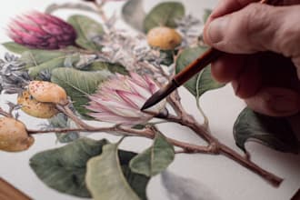 draw digital botanical illustrations