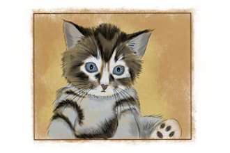 draw your cat digitally