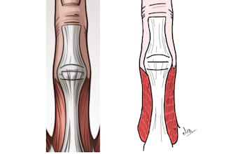 create hand drawn digital medical, dental and biology art
