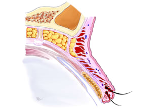 create medical, dental and biology illustration