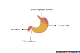 create professional scientific illustrations for research paper