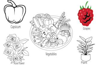 illustrate flowers, plants, and fruits with botanical line art