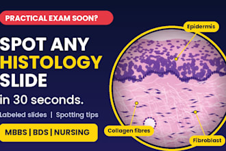 be providing histology slides for medical students
