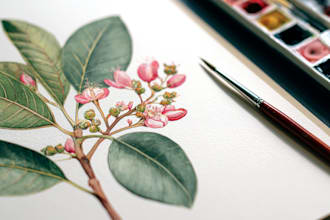 draw botanical illustration, flowers, fruits