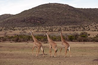 offer travelling consultancy to those coming to kenya