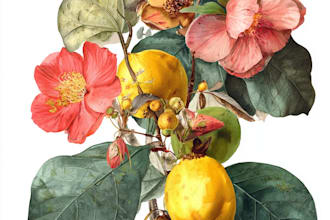 illustrate best botanical illustration, botanical