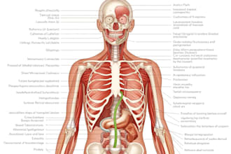 draw exercise, medical and anatomy illustrations