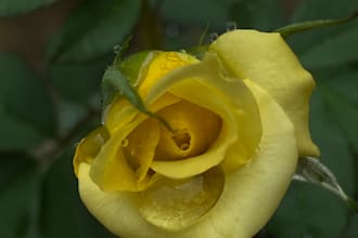 sell digital nature photos for creative use