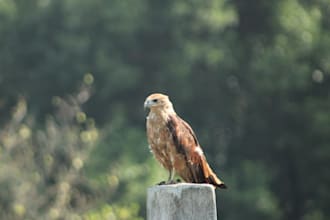 capture stunning birds photos and cinematic nature videos