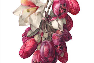 illustrate best botanical illustration