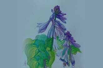 paint watercolor flowers and botanical illustrations