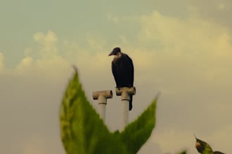 turn your photos into cinematic moody masterpieces