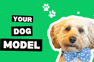 be your cockapoo dog model influencer for pet product photos, videos, ugc