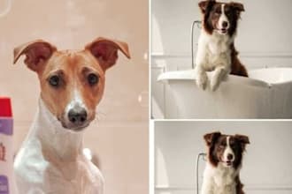 formulate pet care products formula naturally and uniquely