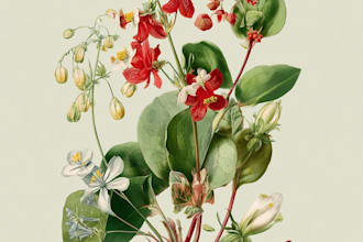 illustrate best botanical illustration