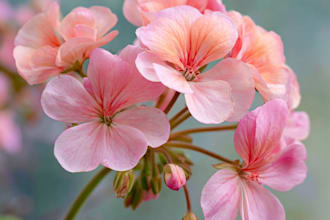 craft a beautiful botanical or floral illustration