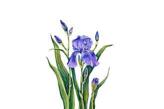 digital botanical watercolor clip art of flowers