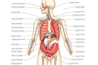do medical illustration art