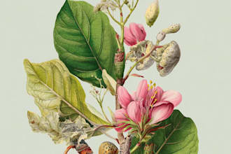 paint botanical illustration plants, fruits, flowers, vegetables, herbs, leaves