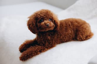 shoot professional dog product photos with my tou poodle