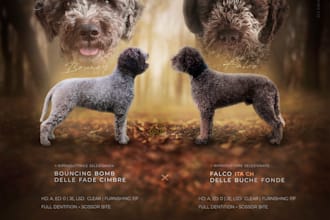 design your litter, stud or kennel advertisement