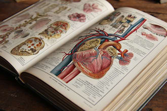draw human anatomy, medical illustrations and diagrams