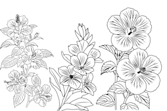 draw a detailed botanical line art  illustration