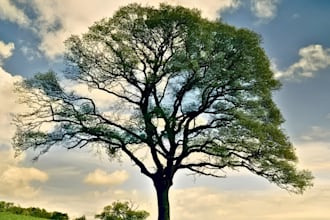 design a beautiful custom family tree for your family
