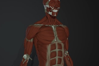 3d realistic human character, low poly, high poly model, rigged human design