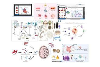 design custom scientific illustrations, figures, and graphical abstracts