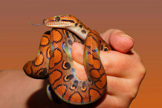 answer reptile care questions