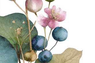 make a botanical watercolor illustration