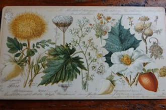 create a beautiful vintage botanical illustration poster