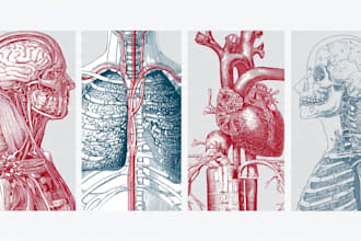 draw anatomy and medical vector illustration