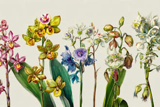 illustrate best botanical illustration