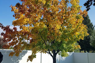 help you with your ancestry tree