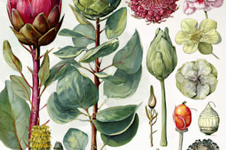 draw professional botanical vector illustrations of plants and flowers