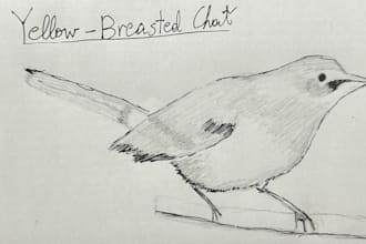 draw you a bird